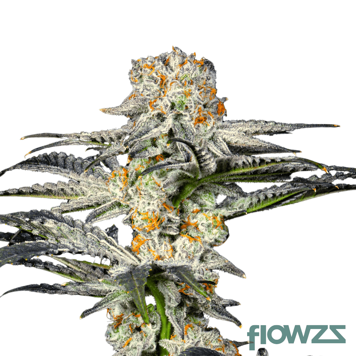 coco-no-4-strain