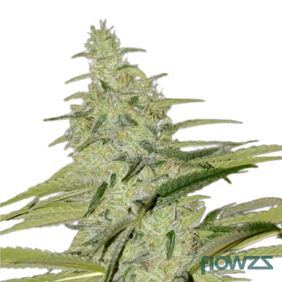 Star Struck Cannabis Strain - flowzz.com Preisvergleich