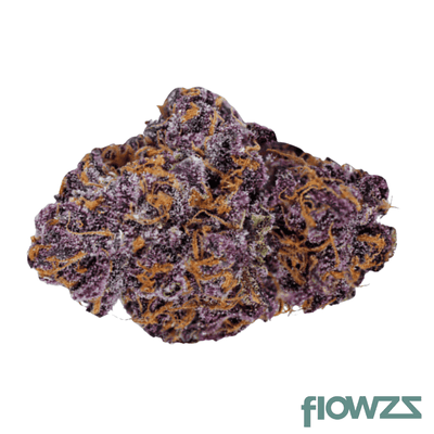 navcora-thc-18-spotlight-porto-purps