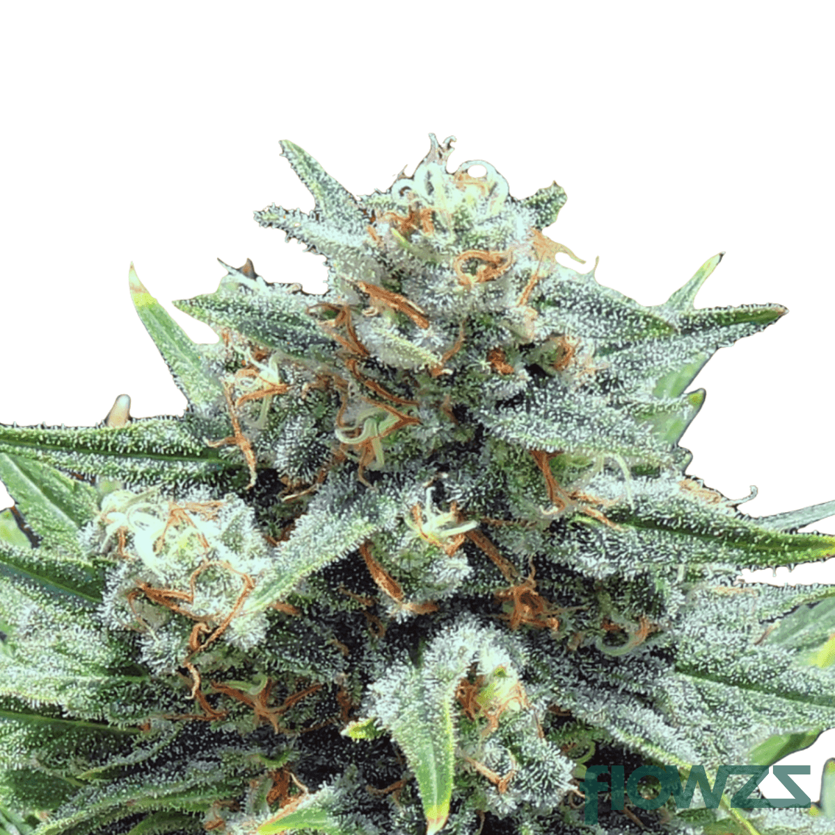 og-cheese-cannabis