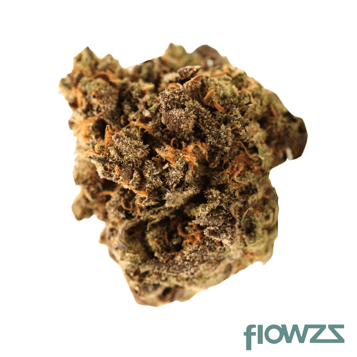 Blackbird Plain Indica