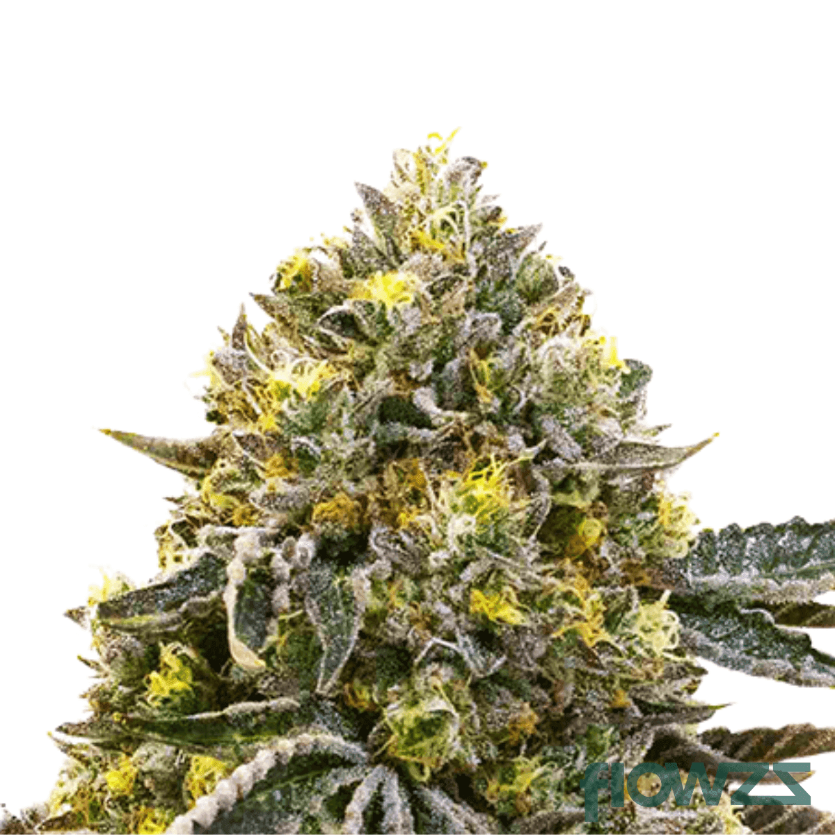 black-dolato-strain