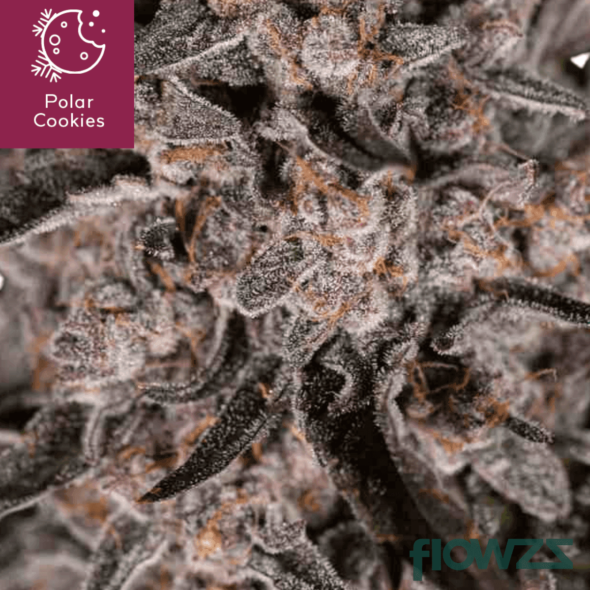 polar-cookie-cannabis-strain-detail