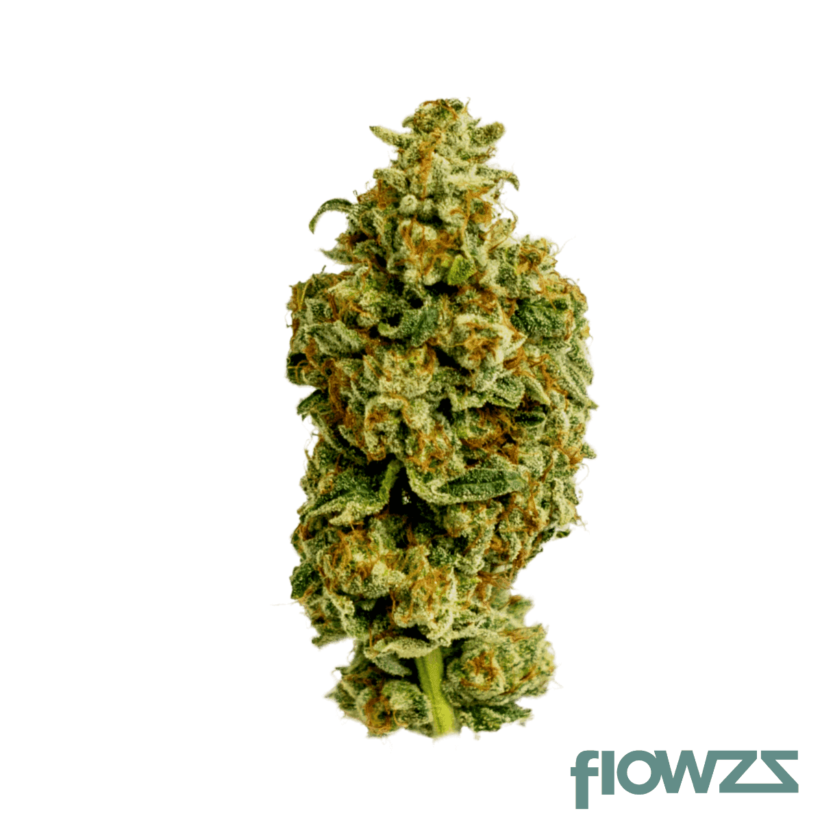 cannamedical-sativa-classic-nm-wedding-tree
