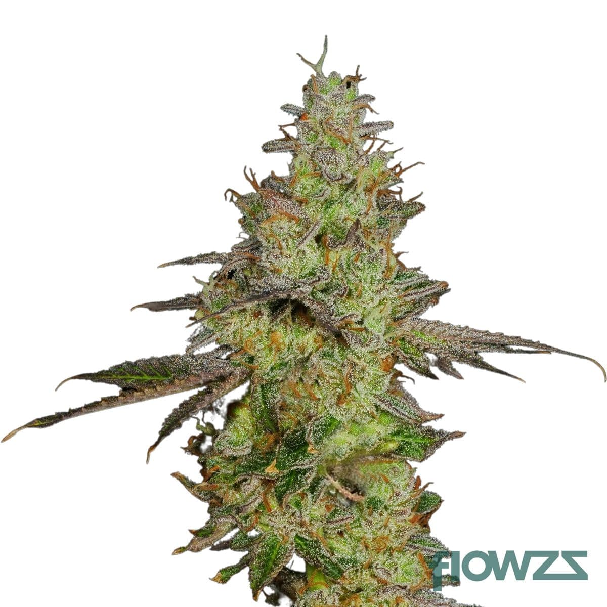 Garlic Breath Cannabis Strain - flowzz.com Preisvergleich