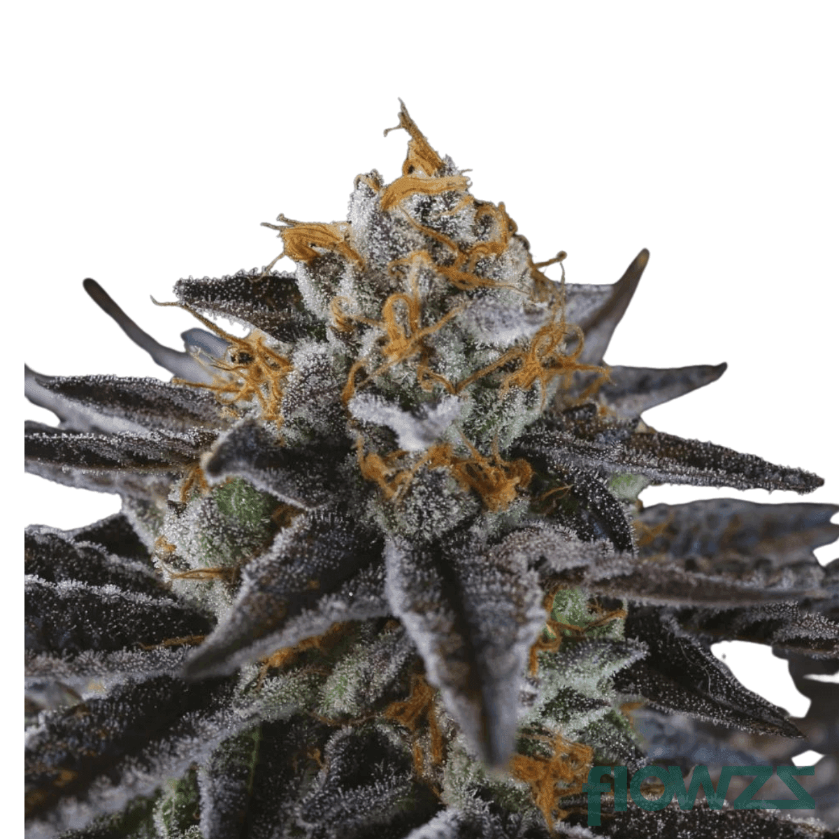 black-cookies-oceanic-cannabis-strain