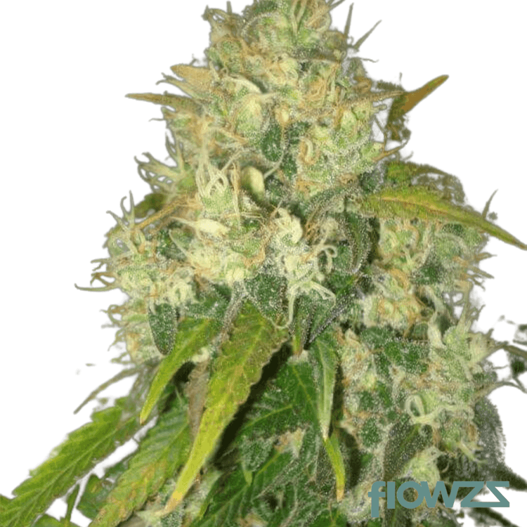 Black Krush Cannabis Strain - flowzz.com Preisvergleich