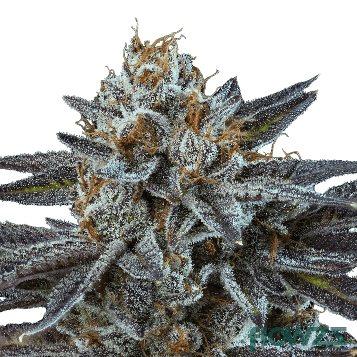 OMG-cannabis