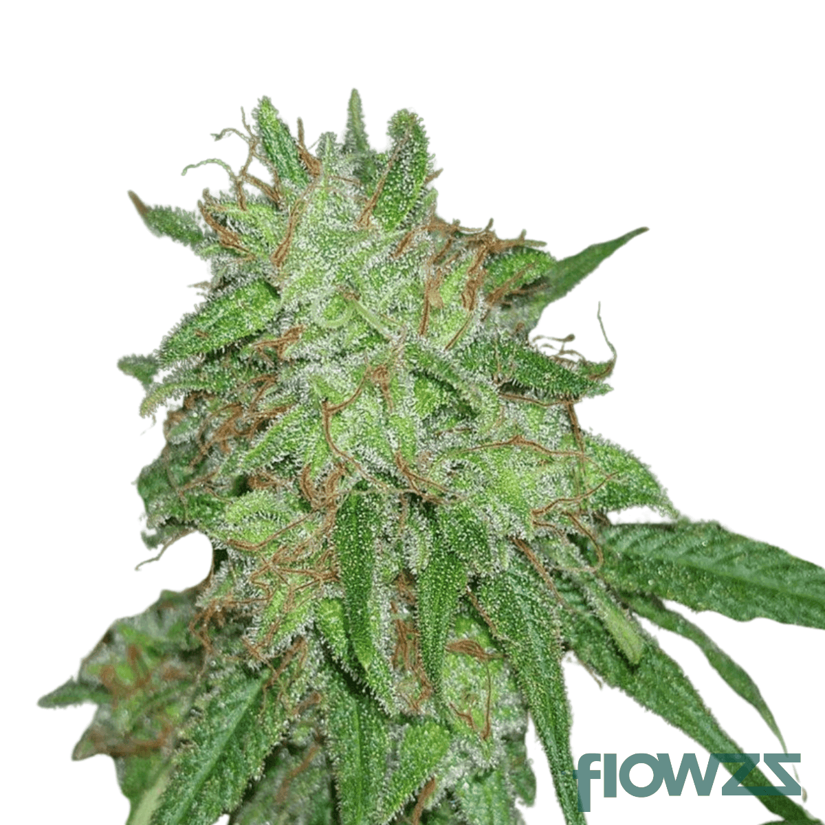 tangerine-boost-cannabis-strain