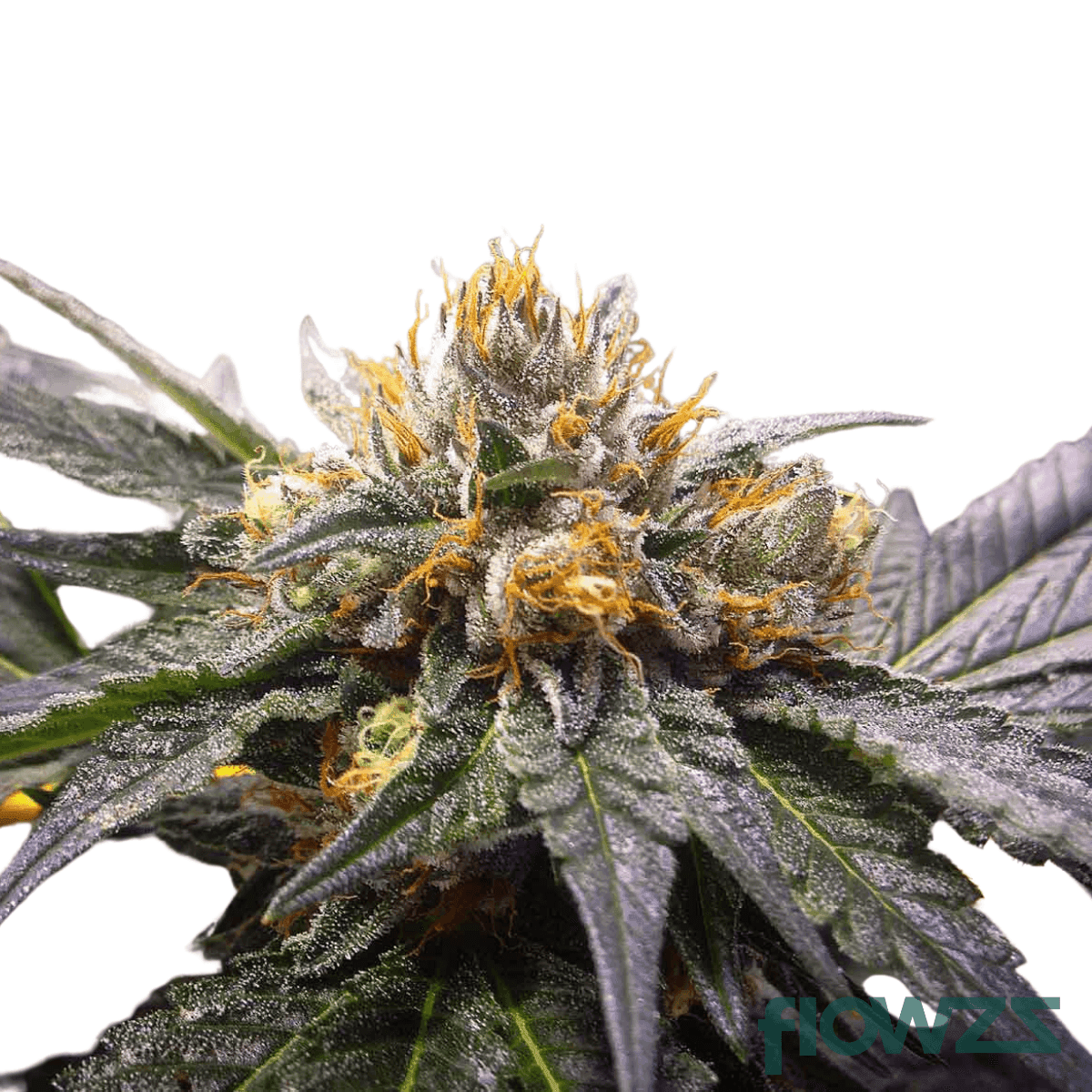 Equiposa-cannabis-strain