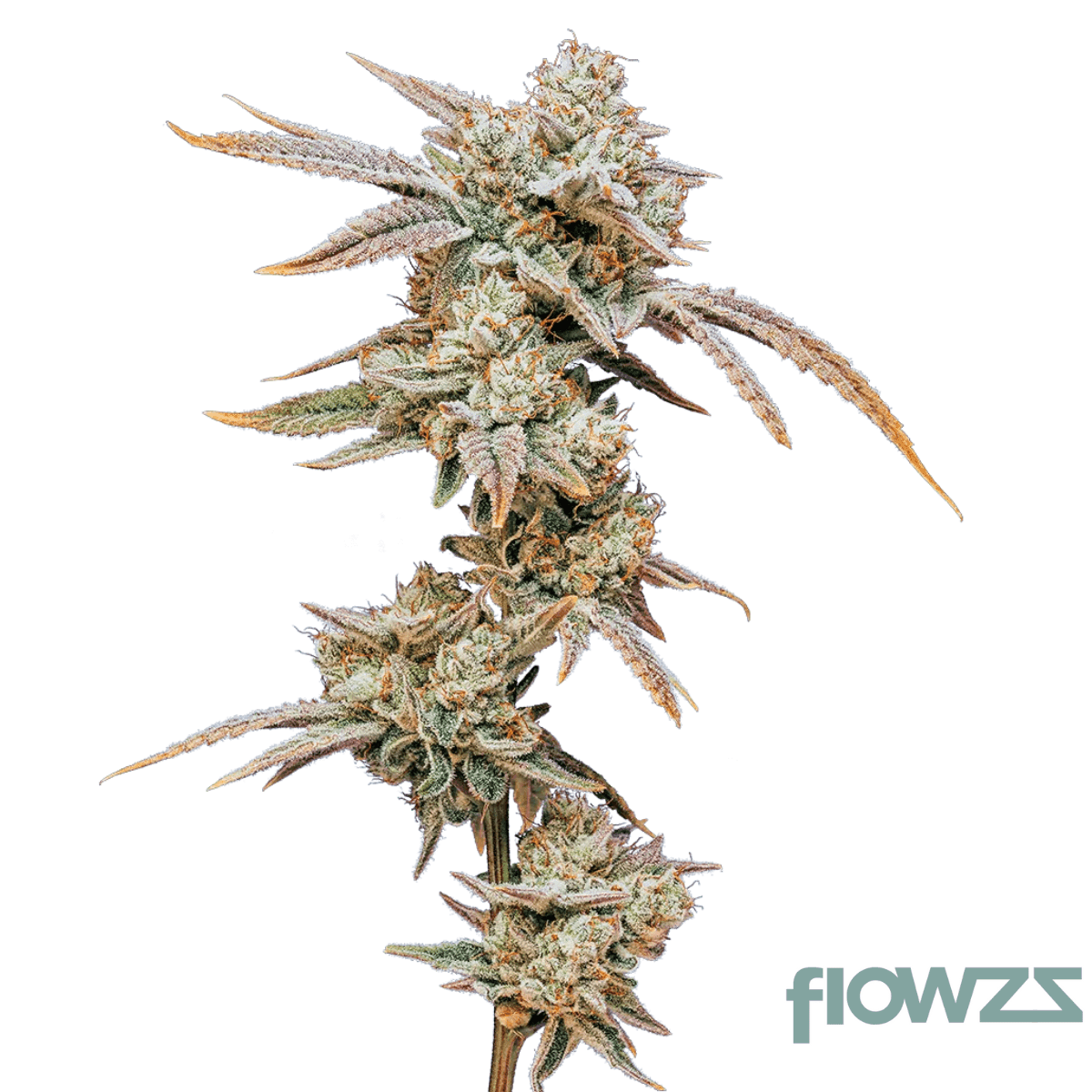 Waffle Bite Cannabis Strain - flowzz.com Preisvergleich