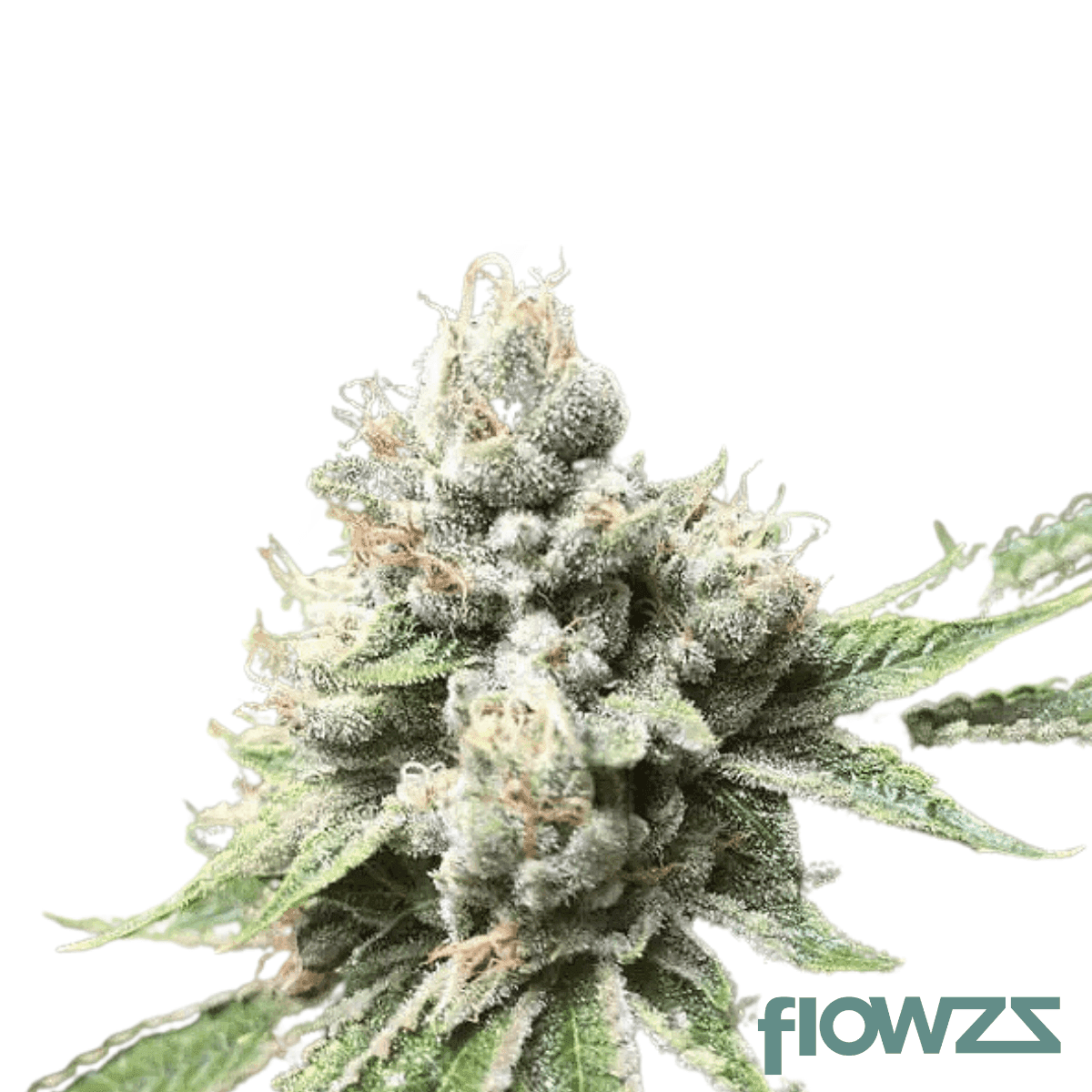 Banjo Cannabis Strain Kultivar Sorte - flowzz.com Preisvergleich