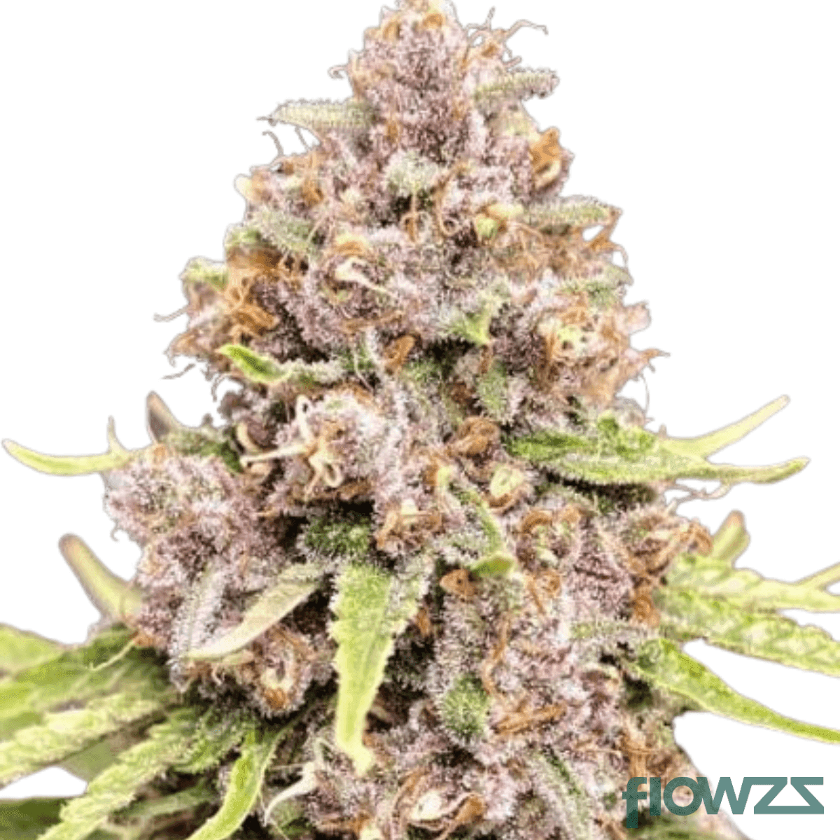 Tropical Breath