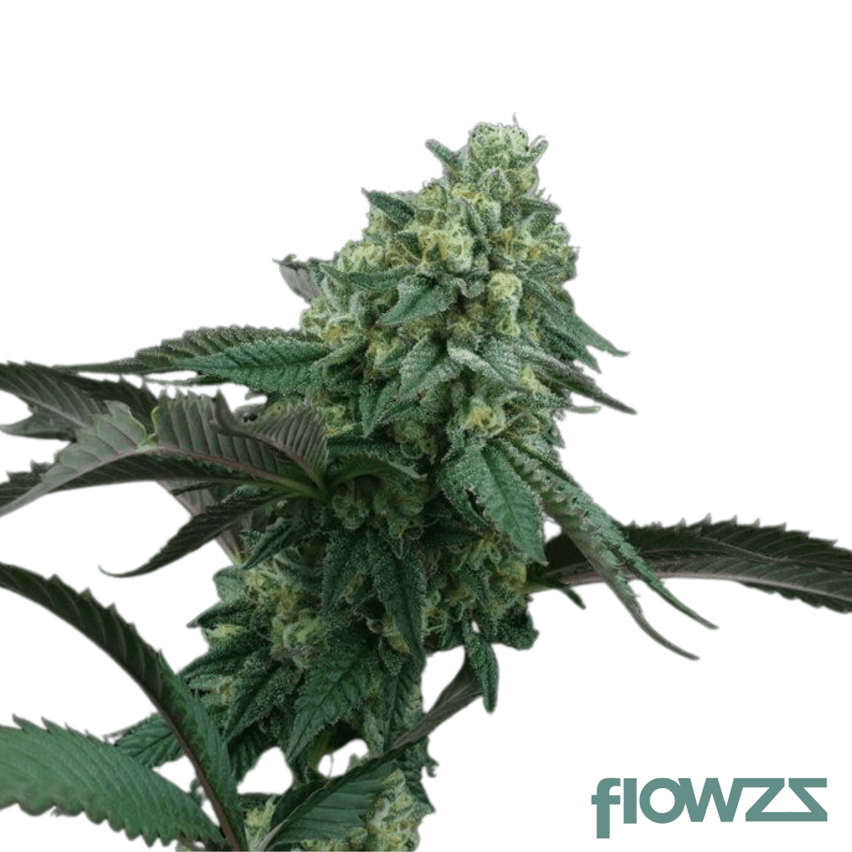 pink-gas-cannabis-strain