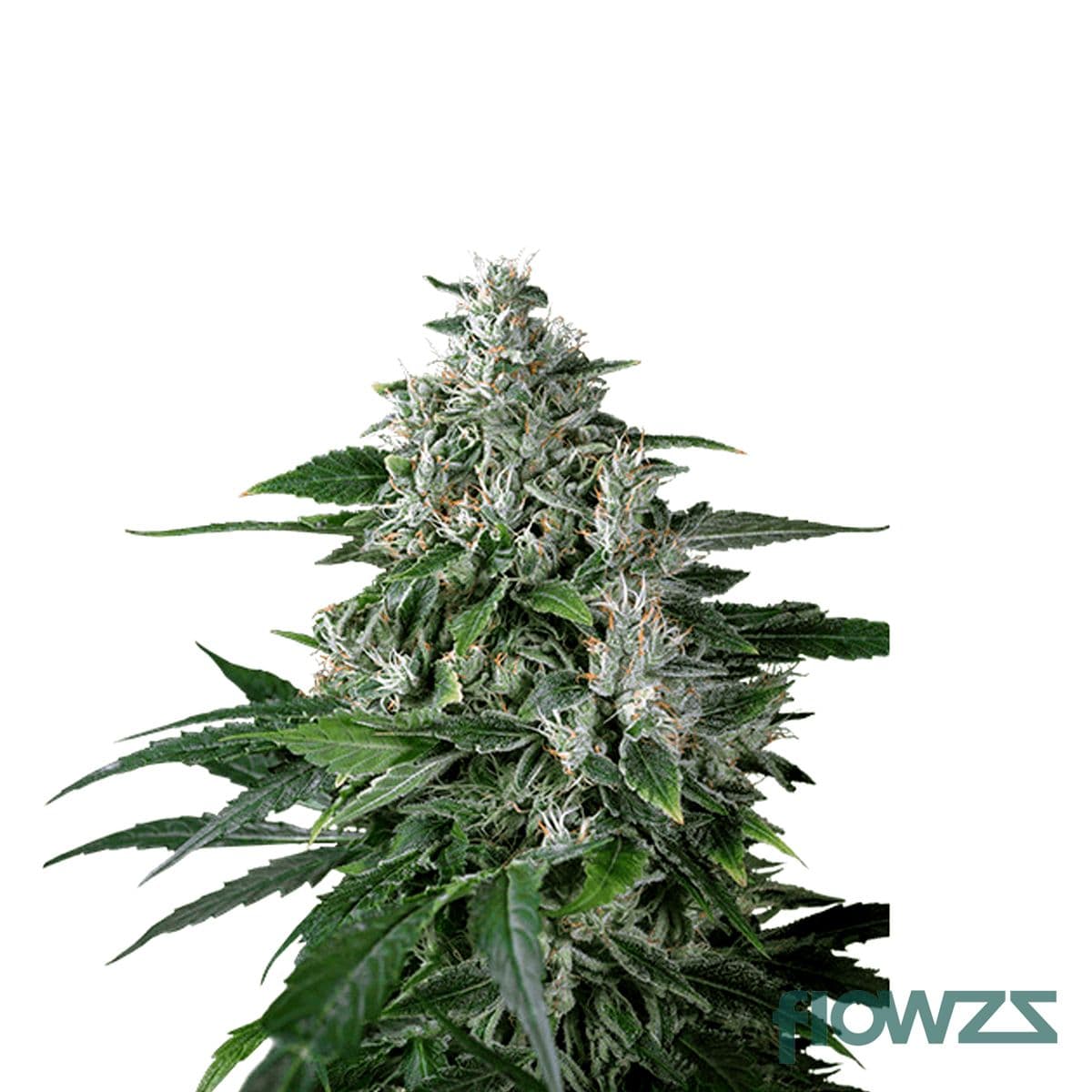 Karel's Haze Cannabis Strain - flowzz.com Preisvergleich