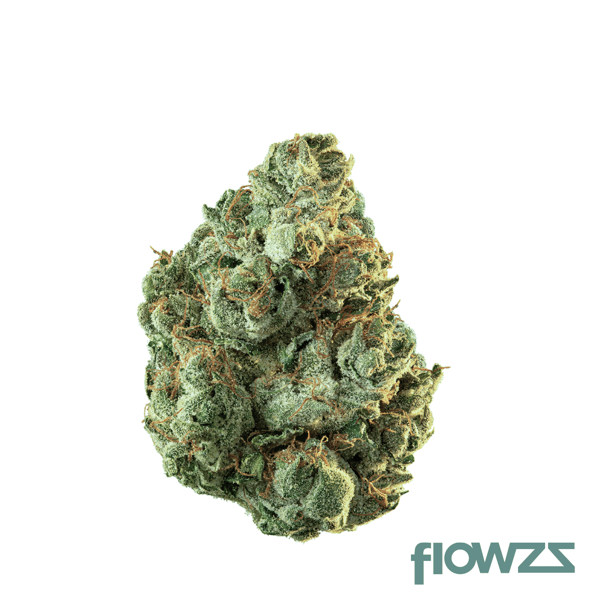 hollywood-flower