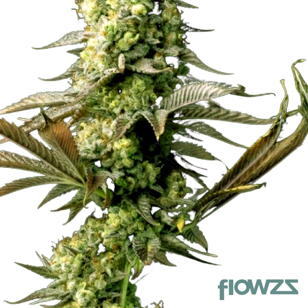 Gelato OG Cannabis Strain - flowzz.com Preisvergleich