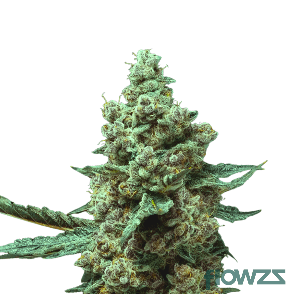 barry-bonds-strain