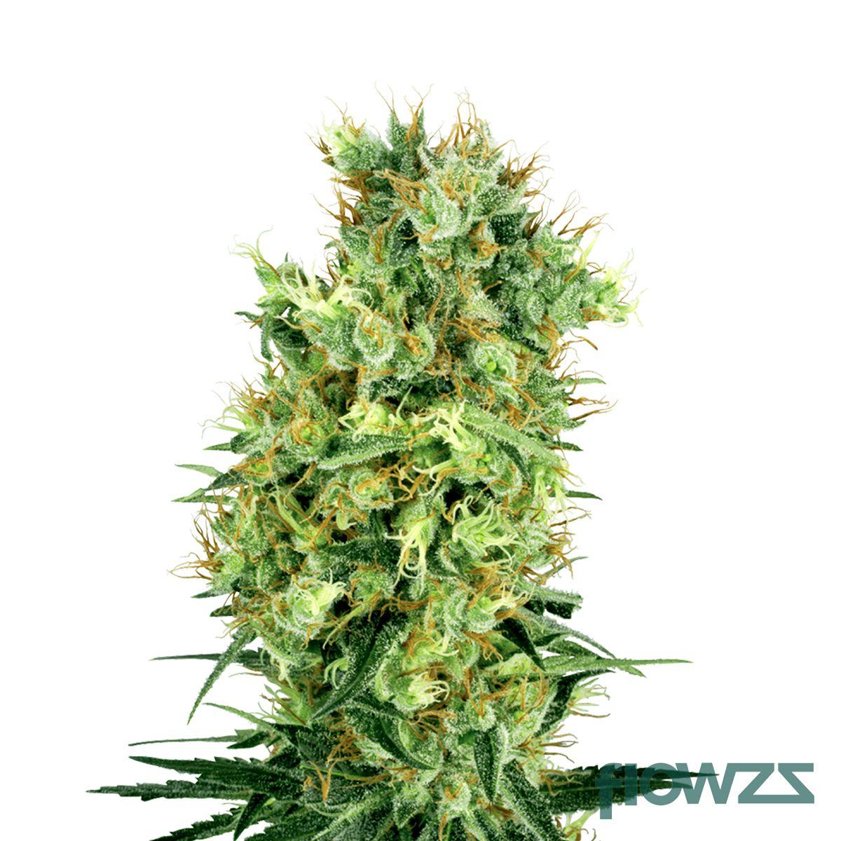 California Orange Cannabis Strain - flowzz.com Preisvergleich