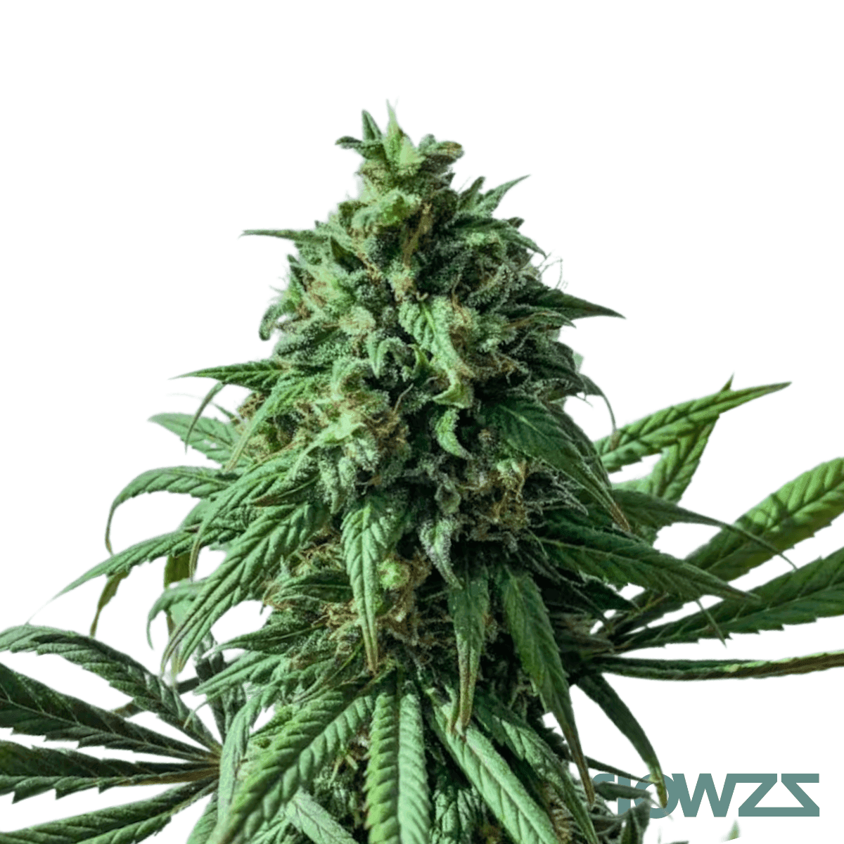 Legacy-1-strain