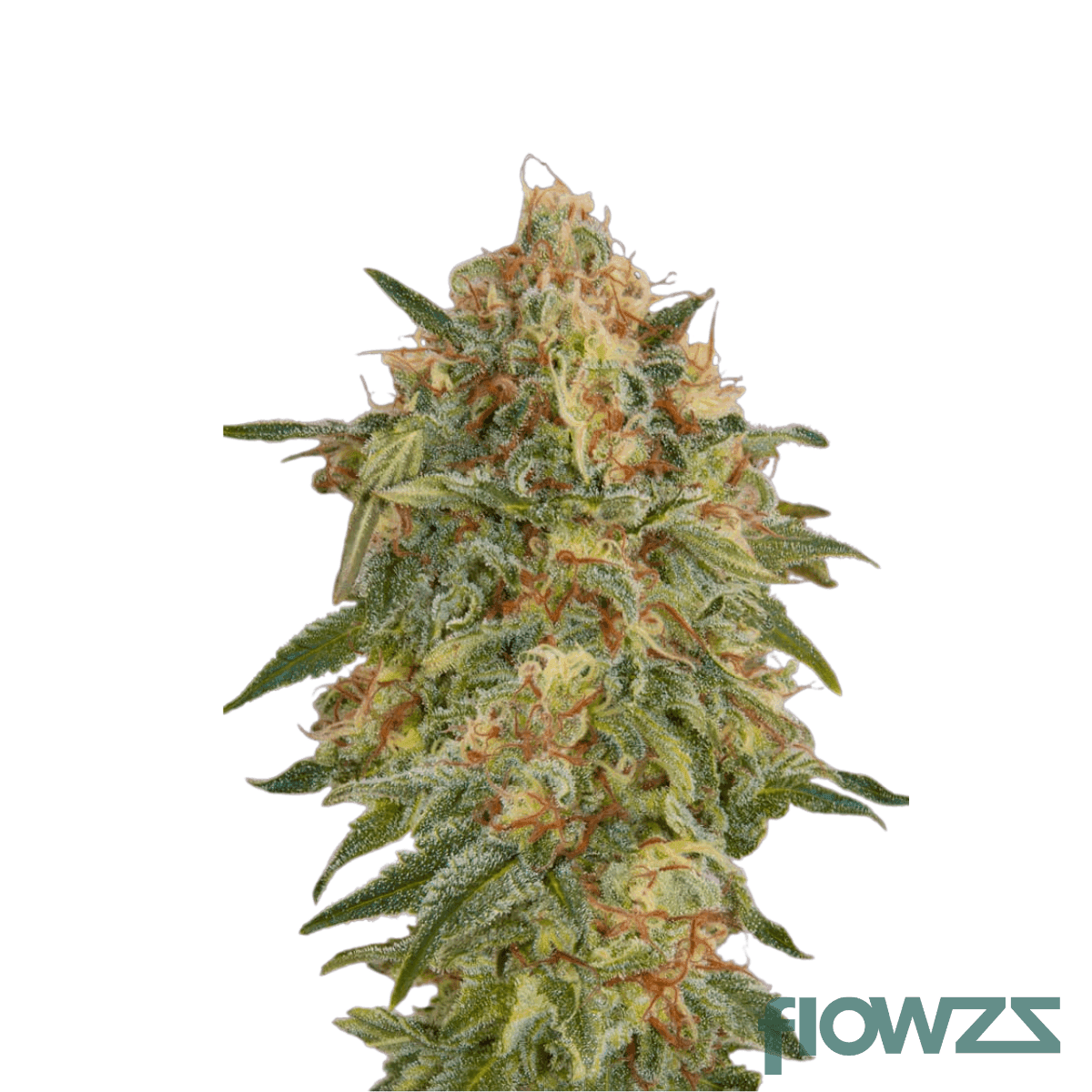 zkittlez-cannabis-strain