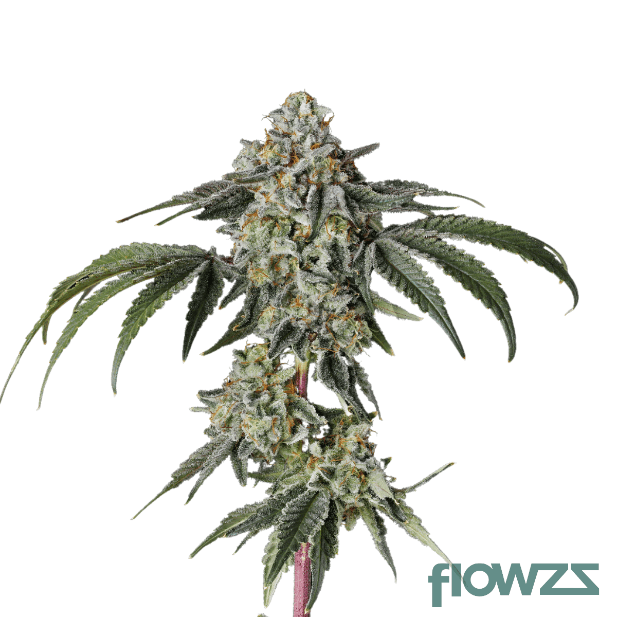 georgia-pie-strain