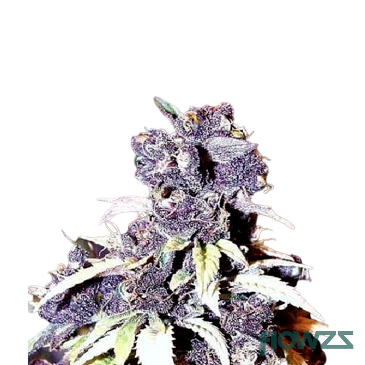 Blue Wizard Cannabis Strain - flowzz.com Preisvergleich