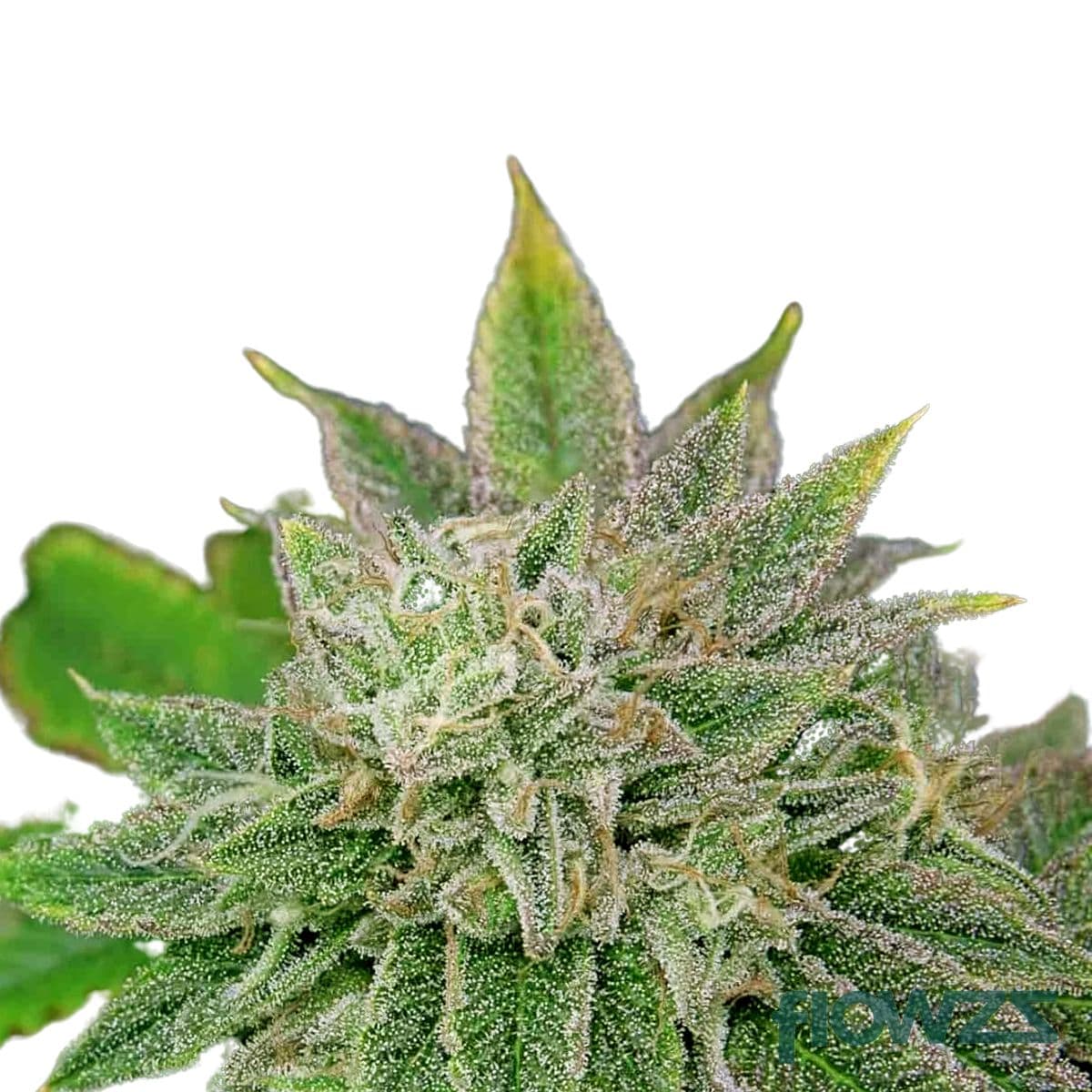 Crazy Rntz Cannabis Strain - flowzz.com Preisvergleich