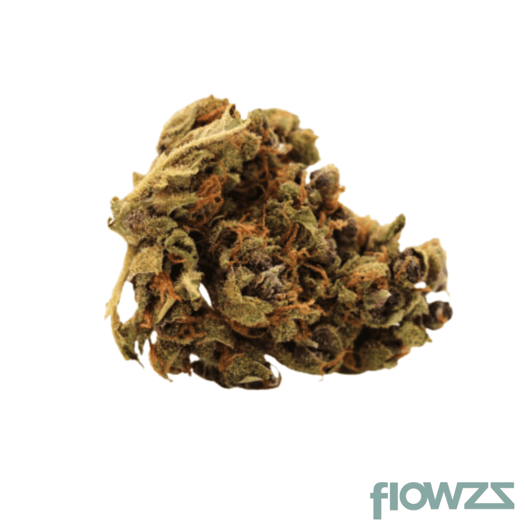 Pedanios 16/1 Tangerine Dream TNG CA - flowzz.com Preisvergleich