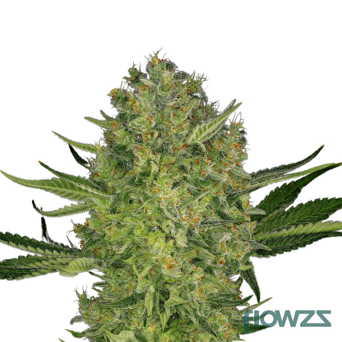 Kade's Kush Cannabis Strain - flowzz.com Preisvergleich