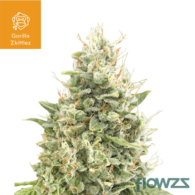 gorilla-zkittlez-cannabis-strain