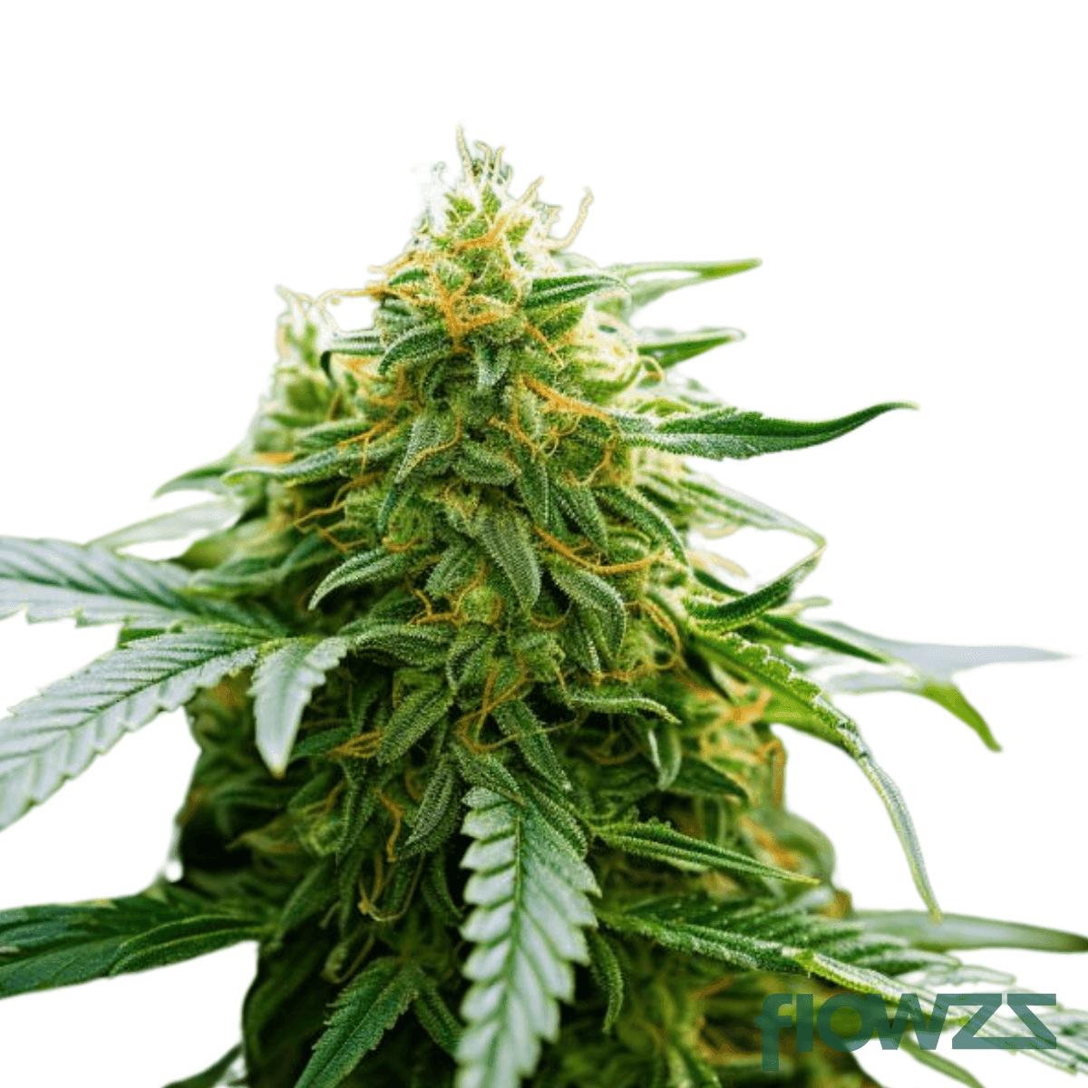 supreme-diesel-cannabis-strain