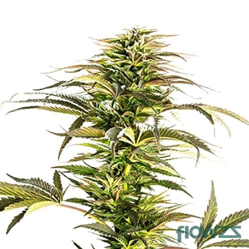 Lemon Skunk Cannabis Strain - flowzz.com Preisvergleich