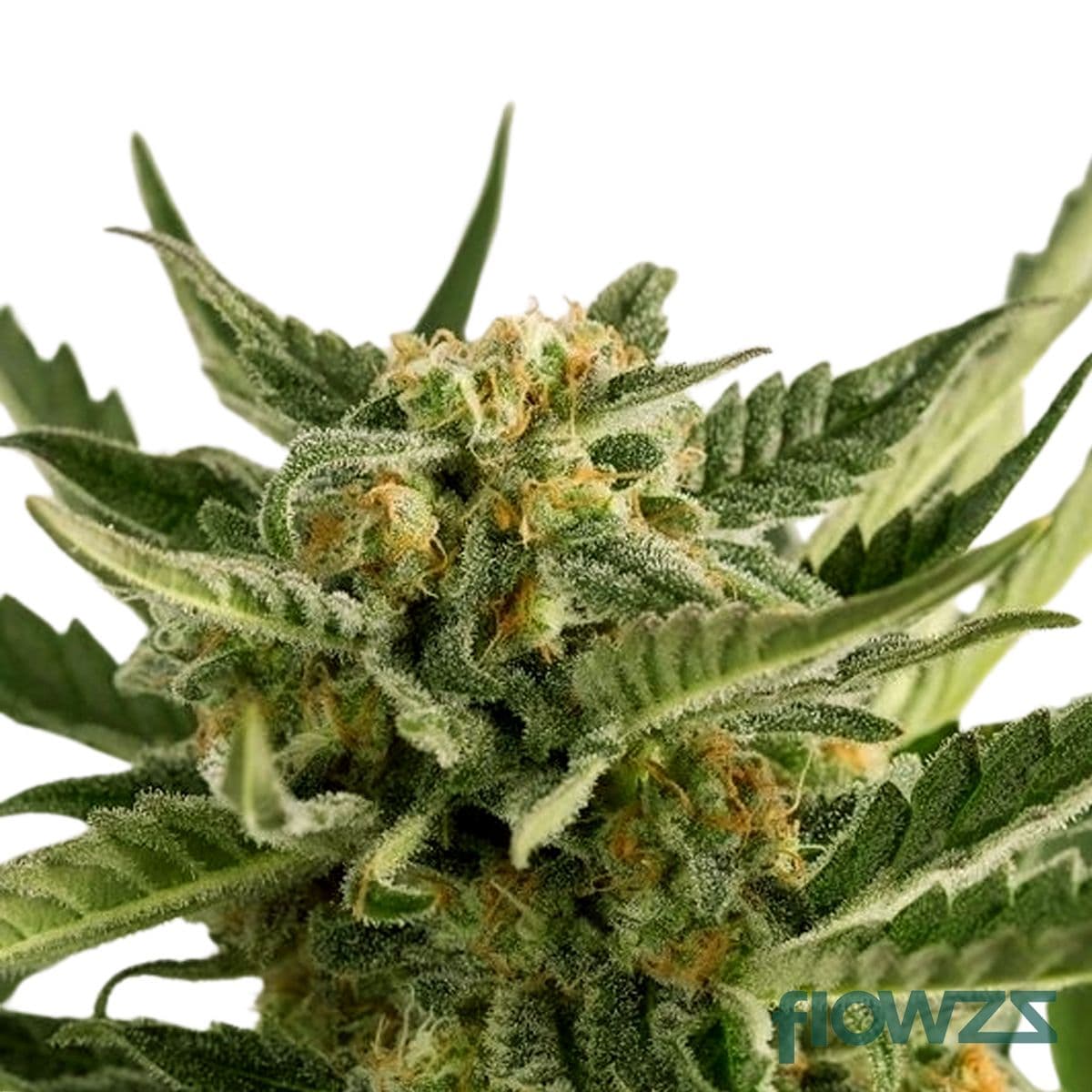 Lost Cause Cannabis Strain - flowzz.com Preisvergleich