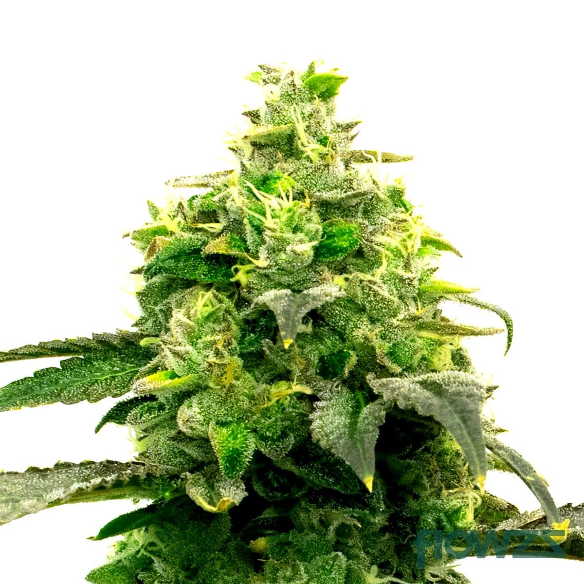 Hellfire OG Cannabis Strain - flowzz.com Preisvergleich