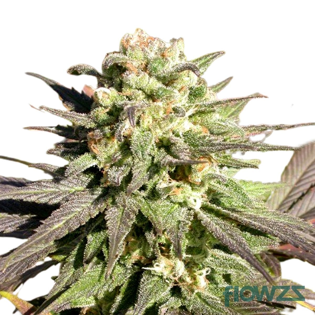 Warlock CBD Cannabis Strain - flowzz.com Preisvergleich