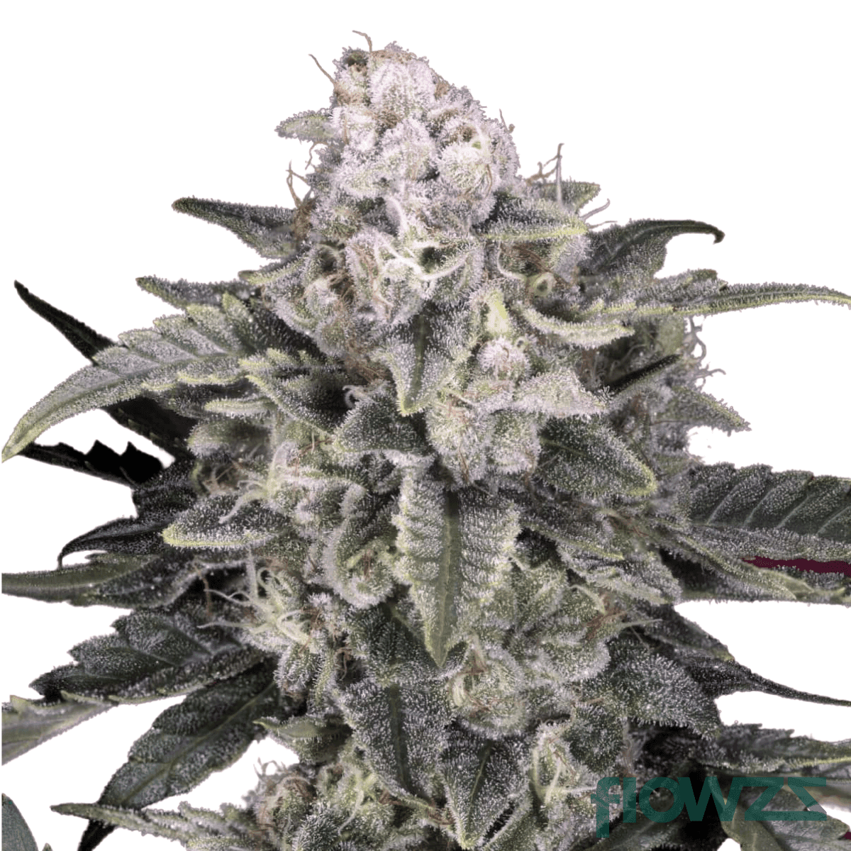 Slurricane Cannabis Strain Kultivar Sorte