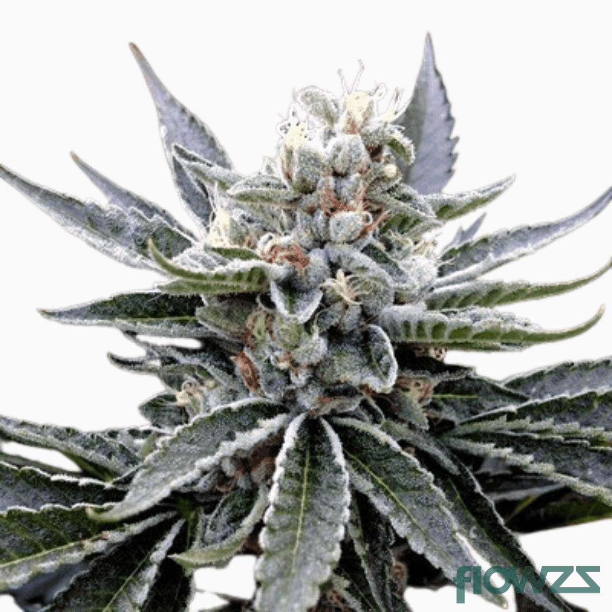 Honolulu Haze