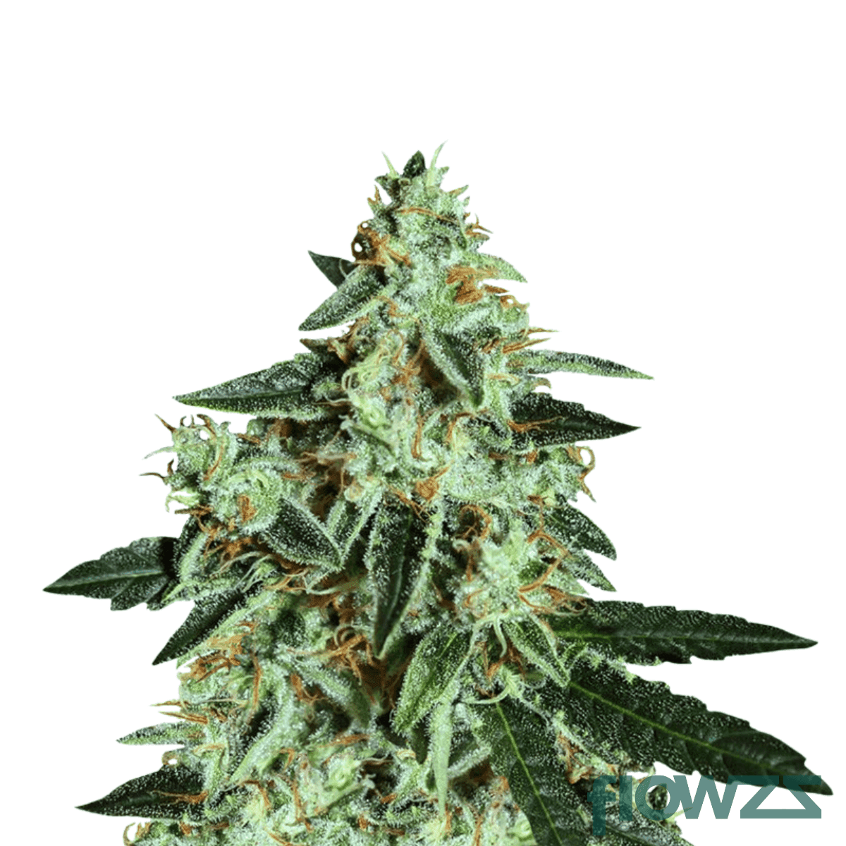 skull-cap-strain