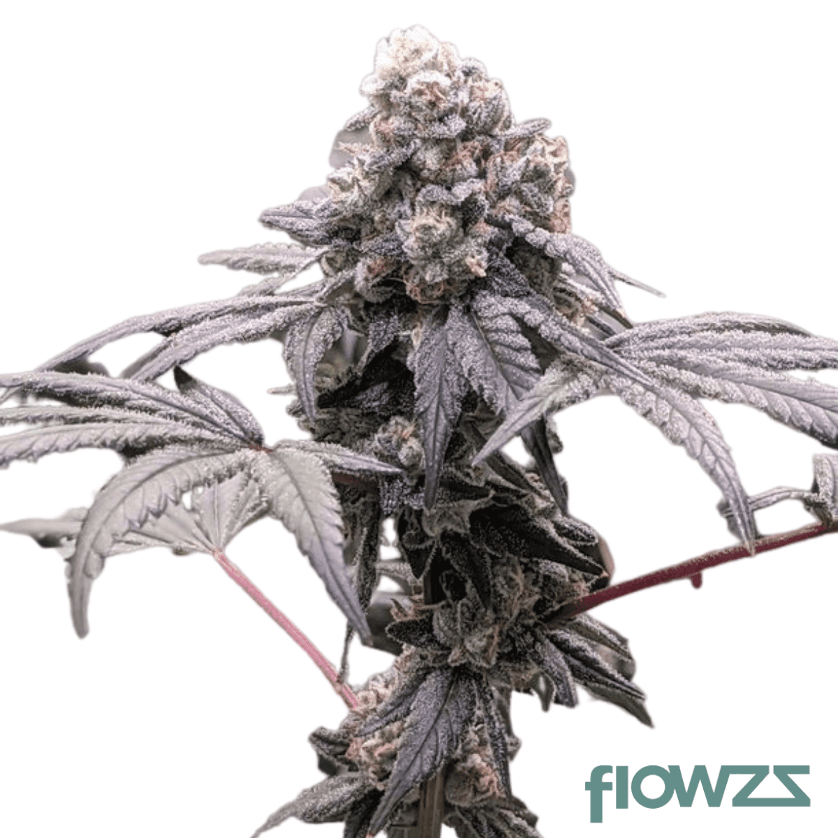 Farm Gas Cannabis Strain - flowzz.com Preisvergleich