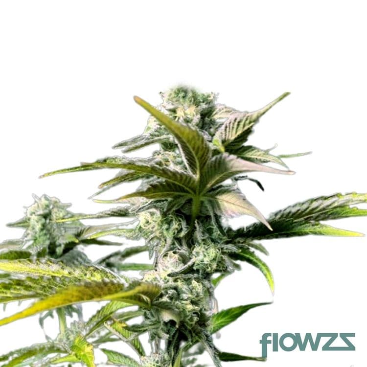 Ice Cream Cake x Kush Mints Cannabis Strain - flowzz.com Preisvergleich