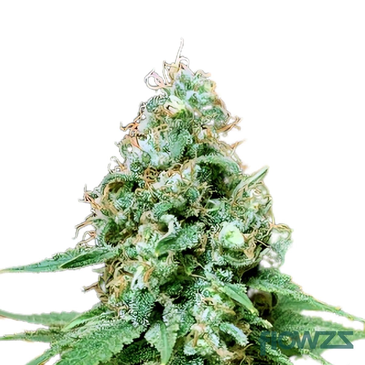 Black Garlic Cannabis Strain - flowzz.com Preisvergleich