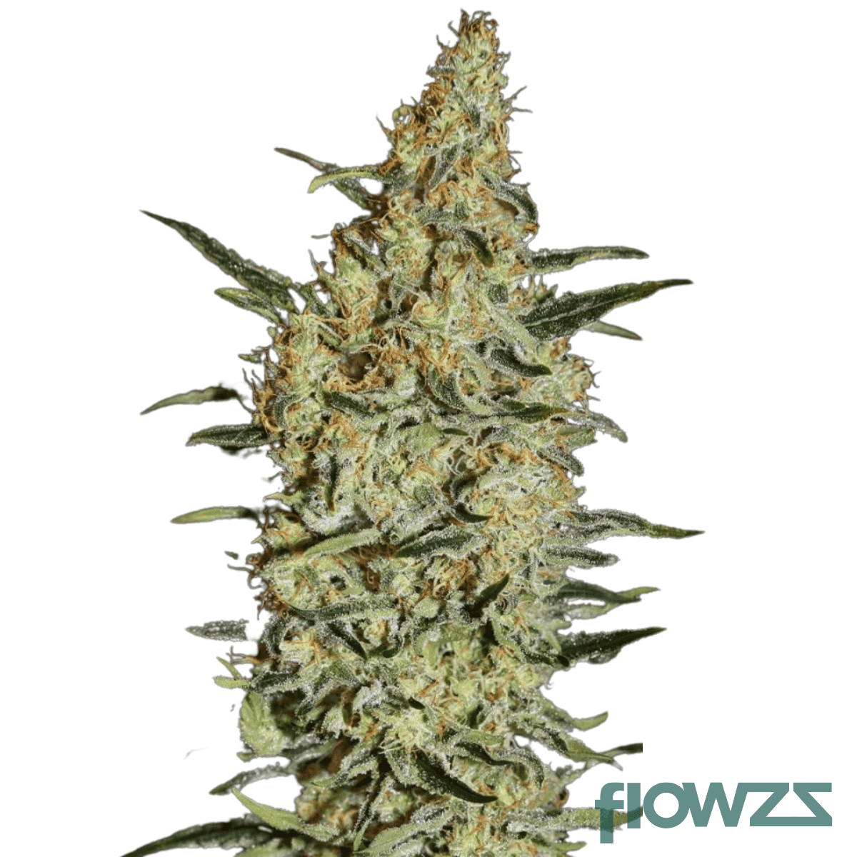 grape-haze-cannabis-strain