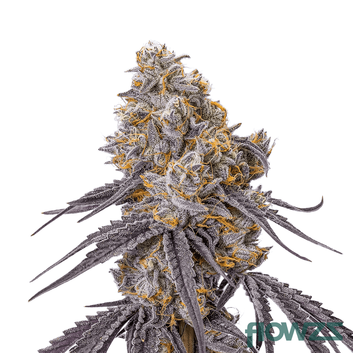 platinum-grapes-cannabis-strain