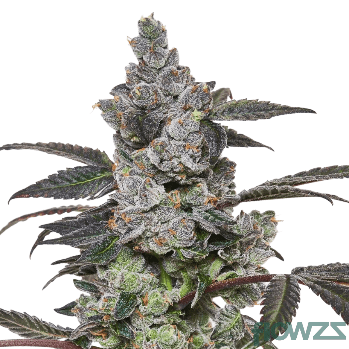 Apple and Banana Cannabis Strain - flowzz.com Preisvergleich