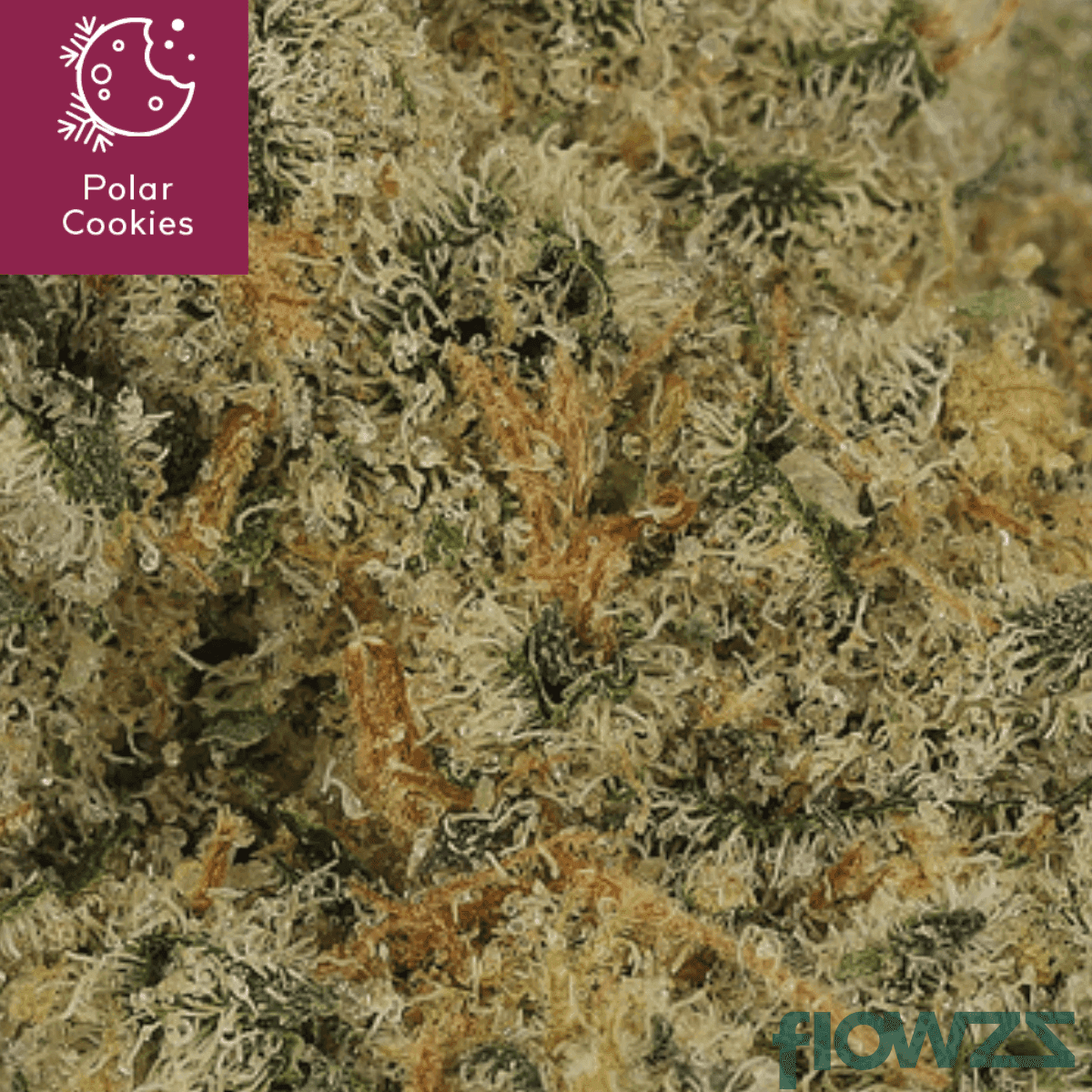 cannamedical-sativa-ultra-nm-polar-cookies-detail-a