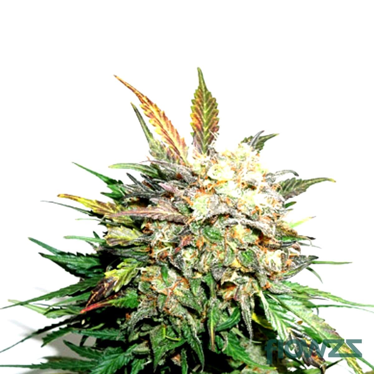 Glueberry OG Cannabis Strain - flowzz.com Preisvergleich