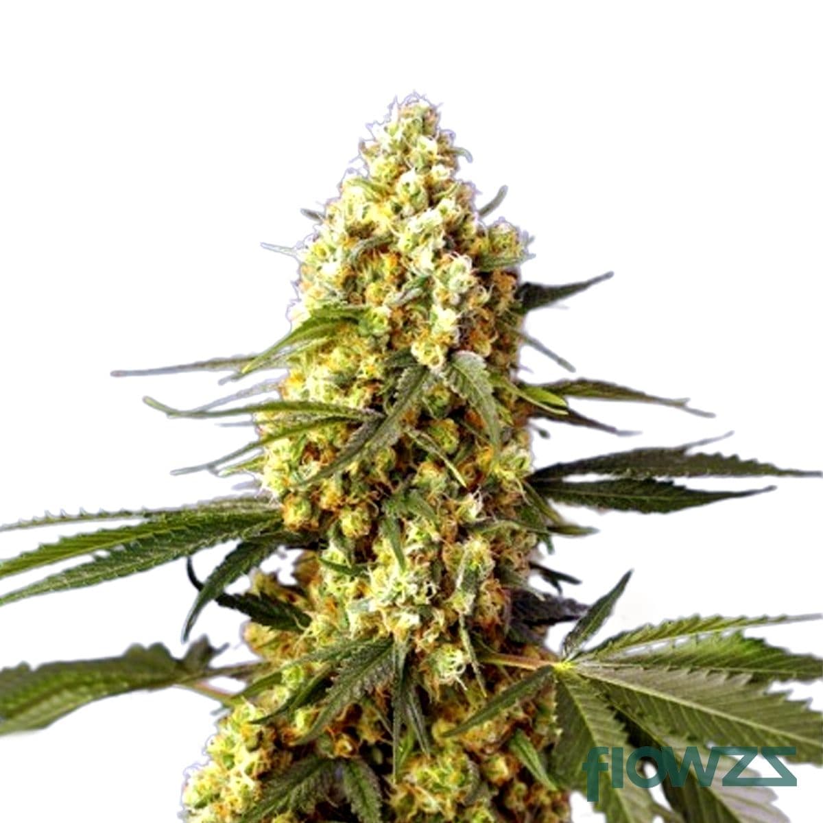 Strawberry Banana Cannabis Strain - flowzz.com Preisvergleich