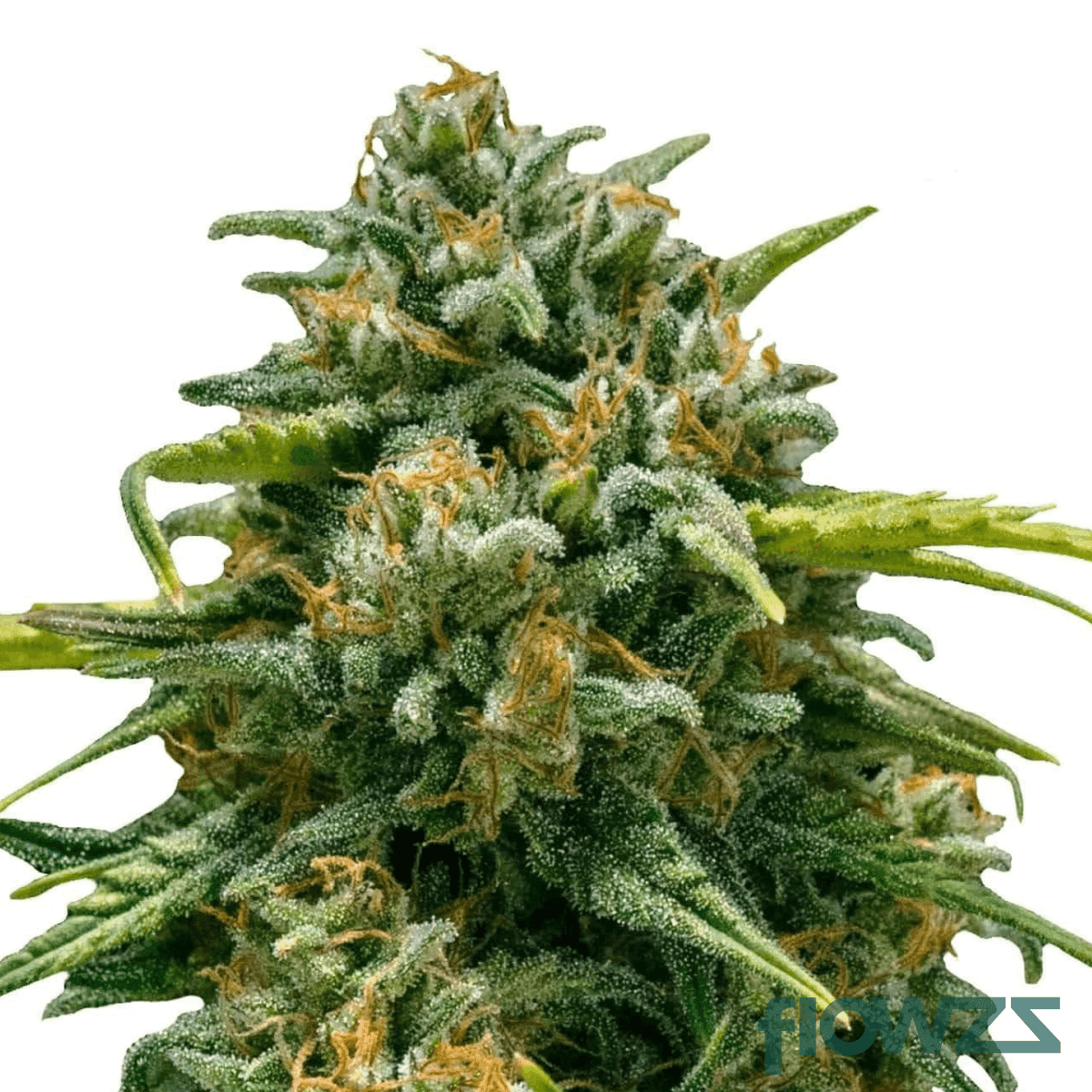 Sweet Skunk Cannabis Strain