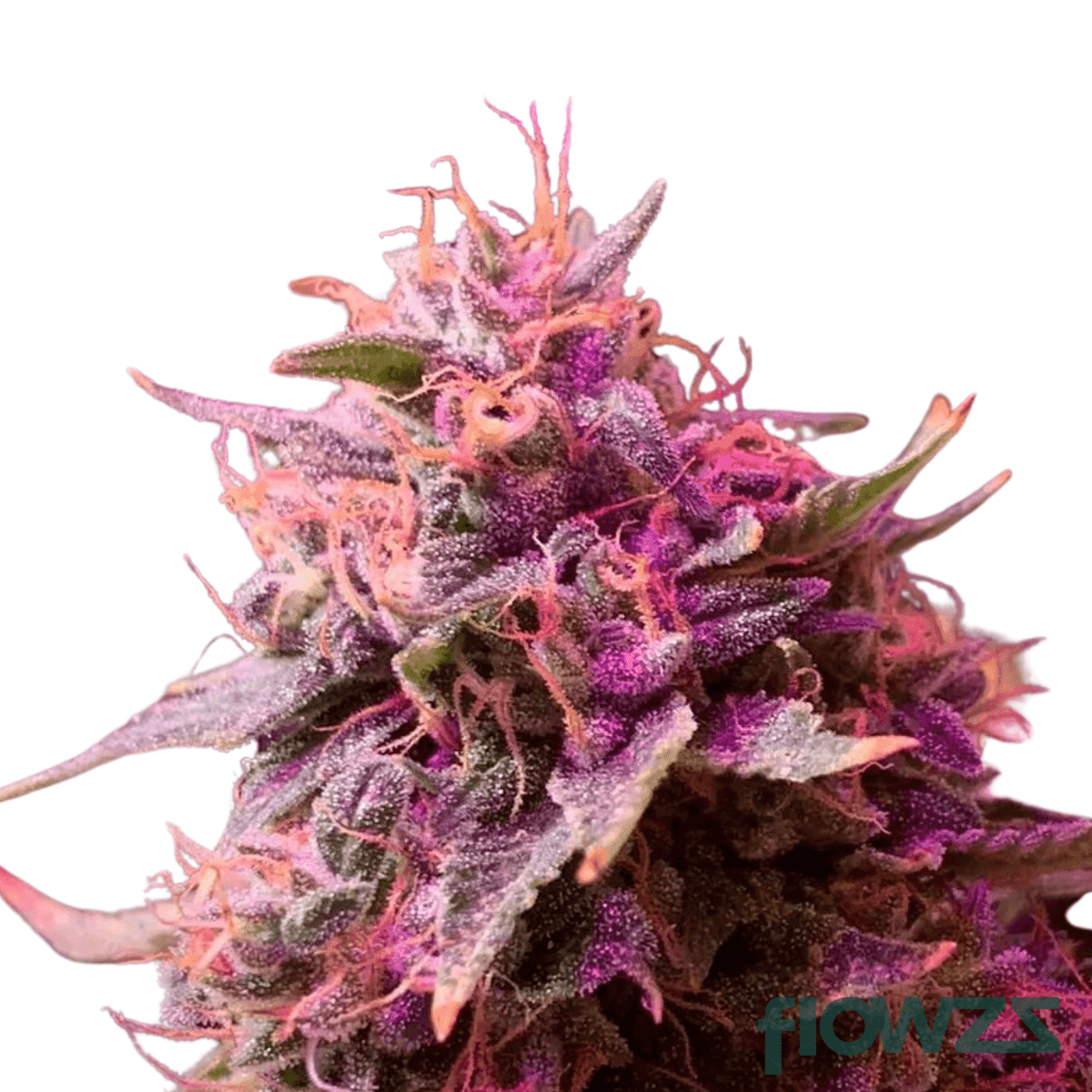 pink-diesel-cannabis-strain